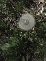 Taraxacum officinale