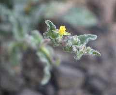 Camissoniopsis hirtella