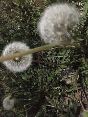 Taraxacum officinale