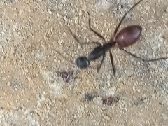 Dinomyrmex gigas