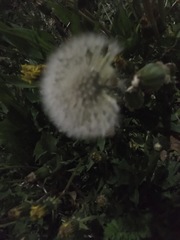 Taraxacum officinale