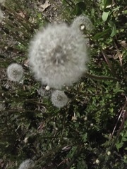 Taraxacum officinale