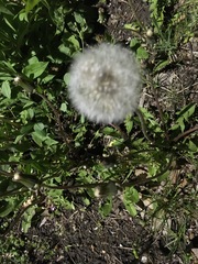 Taraxacum officinale