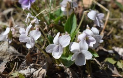 Viola prionantha