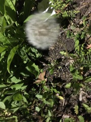 Taraxacum officinale