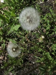Taraxacum officinale
