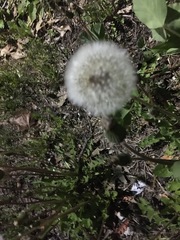 Taraxacum officinale