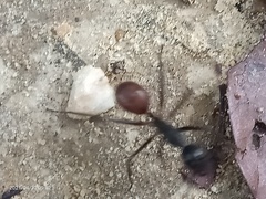 Dinomyrmex gigas