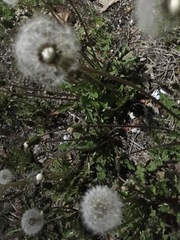 Taraxacum officinale