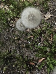 Taraxacum officinale