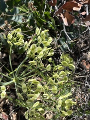 Lomatium lucidum