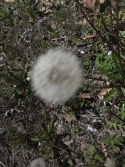 Taraxacum officinale