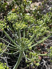 Lomatium lucidum