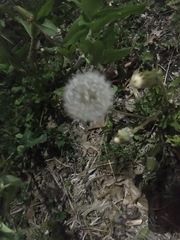 Taraxacum officinale
