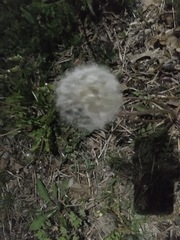 Taraxacum officinale