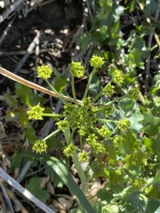 Lomatium lucidum