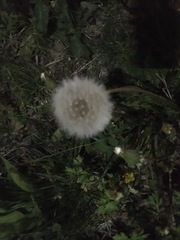 Taraxacum officinale