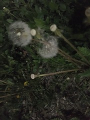 Taraxacum officinale