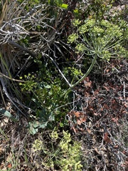 Lomatium lucidum