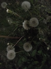 Taraxacum officinale