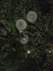 Taraxacum officinale