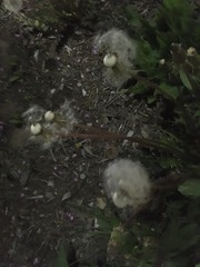 Taraxacum officinale