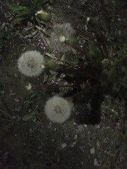 Taraxacum officinale