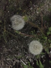 Taraxacum officinale