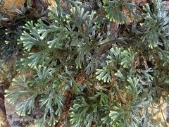 Selaginella erythropus