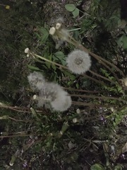 Taraxacum officinale