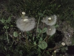 Taraxacum officinale