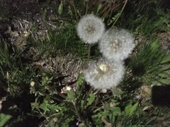 Taraxacum officinale
