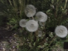 Taraxacum officinale