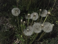 Taraxacum officinale