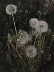 Taraxacum officinale
