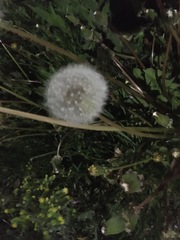 Taraxacum officinale