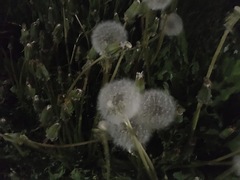 Taraxacum officinale