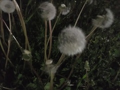 Taraxacum officinale