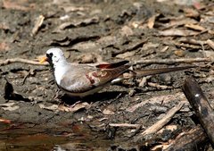 Oena capensis aliena