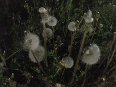 Taraxacum officinale