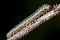 Abia fasciata