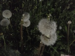 Taraxacum officinale