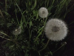 Taraxacum officinale