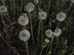Taraxacum officinale