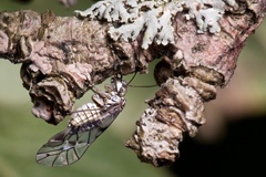 Psococerastis gibbosa