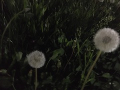 Taraxacum officinale
