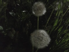 Taraxacum officinale