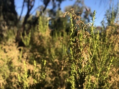 Cassinia arcuata