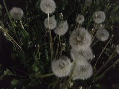 Taraxacum officinale