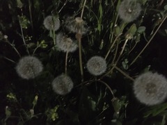 Taraxacum officinale